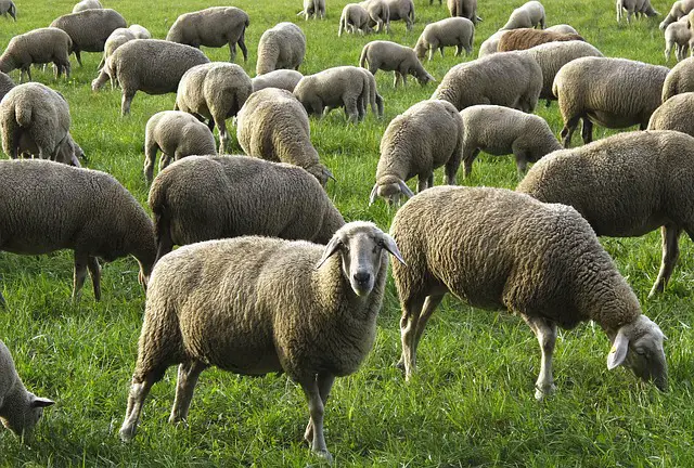 Green Grass Mower Sheep